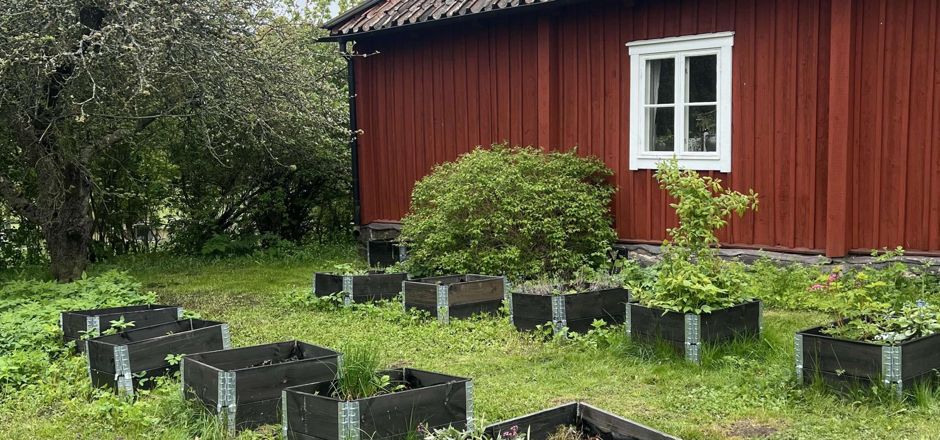 Tio odlingslådor pysslas om av våra ungdomar