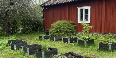 Tio odlingslådor pysslas om av våra ungdomar